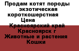 Продам котят породы “экзотическая короткошерстная“.  › Цена ­ 1 500 - Красноярский край, Красноярск г. Животные и растения » Кошки   